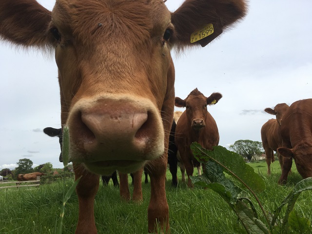 Why banning beef is not the answer