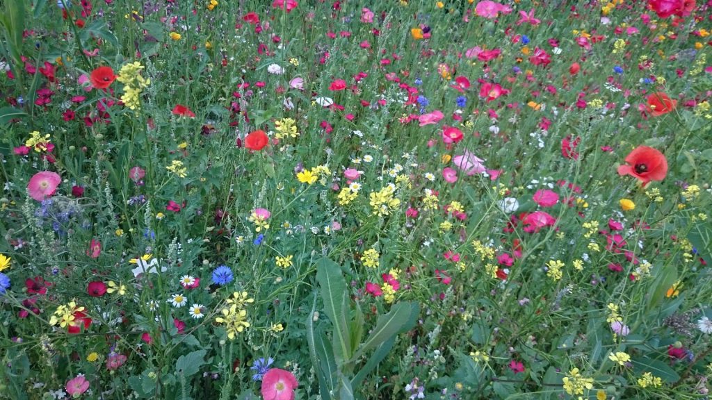 SOS-UK receives grant for exciting Wilding Campuses pilot