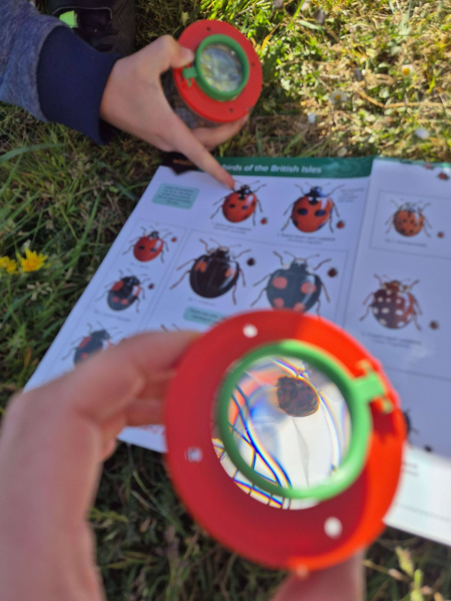 BioBlitz event ladybird identification at Nottingham College
