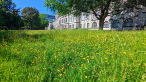 Cardiff University grounds
